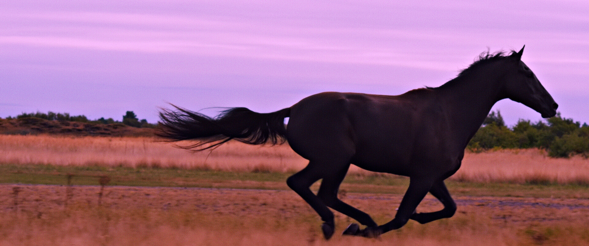 Firenze Film Festival