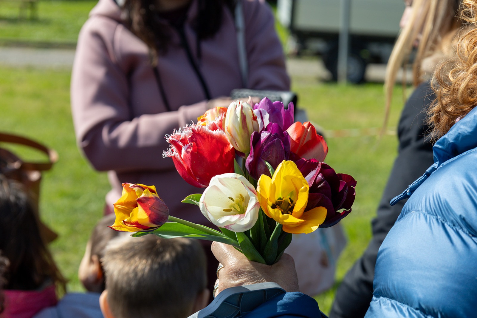 Quarantamila tulipani in fiore al Bardo