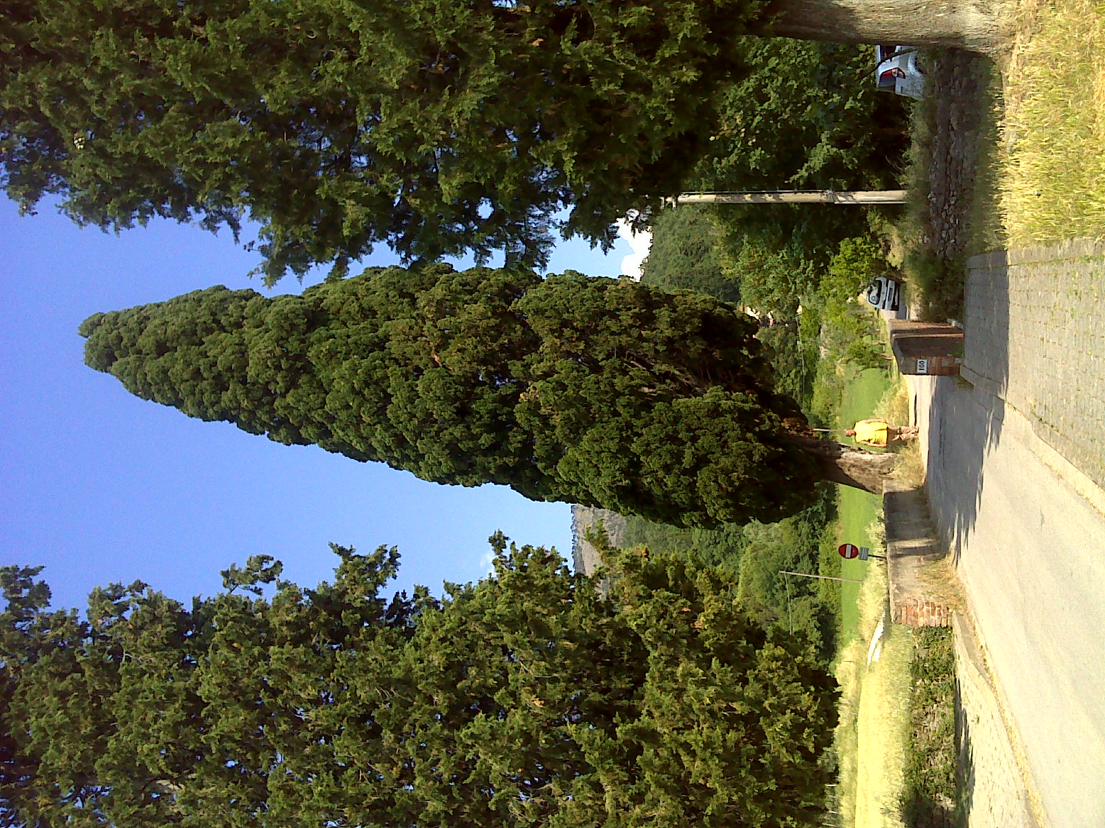 Cipresso Bagnolo (Fonte foto Comune di Montemurlo)