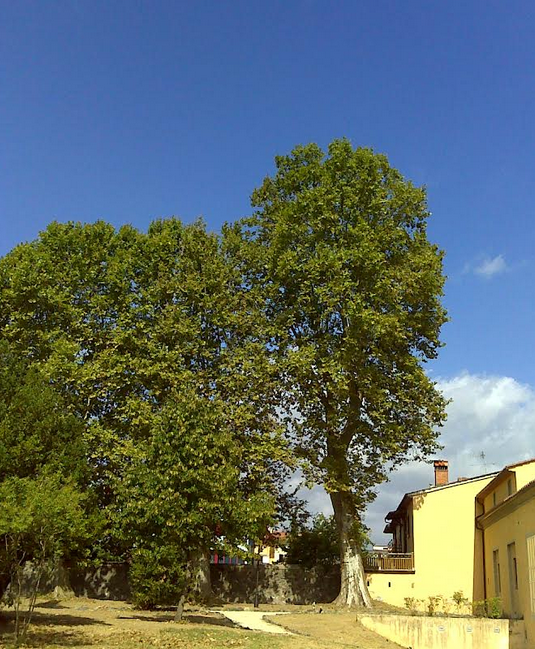 Platani di Villa Giamari (Fonte foto Comune di Montemurlo)