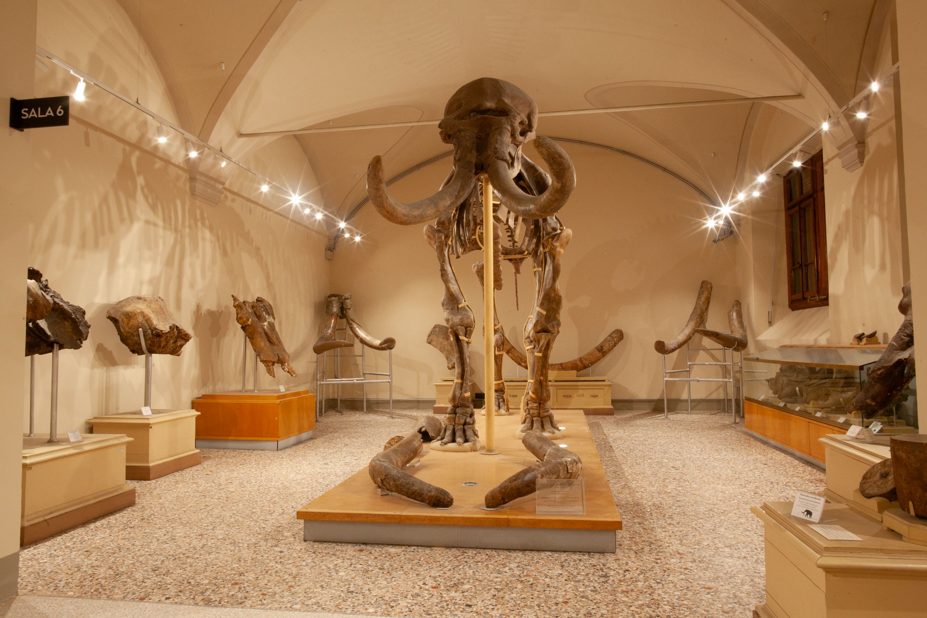 Mammuthus meridionalis, Museo di Geologia e Paleontologia (Fonte foto comunicato stampa Università degli Studi di Firenze)