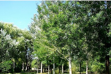 Publiacqua dona 50 alberi al Comune di Reggello (foto Antonello Serino - Met Ufficio Stampa)
