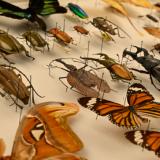 Insetti del Borneo (fonte foto comunicato stampa)