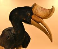 Bucero rinoceronte (fonte foto comunicato stampa)