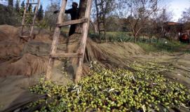 si.evo festival dell'olio della Valdisieve