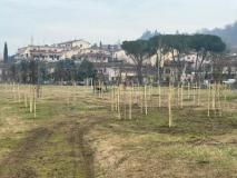 Alia pianta 61 alberi nel parco di Baccaiano nell’ambito del progetto del nuovo Ecocentro (Fonte foto comunicato Plures)