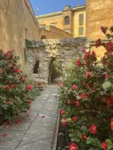 Boboli, è aperto il giardino segreto della camelie