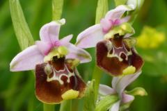  L&rsquo;esotico mondo delle orchidee (fonte foto comunicato Comune di Fiesole)