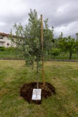 L'olivo con targa della classe di Gioele