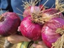 Cipolla vernina di Signa, è tempo di raccolta (Fonte foto comunicato Comune di Signa)